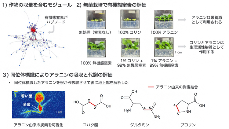 理化学研究所：作物生育に及ぼす有機態窒素の影響