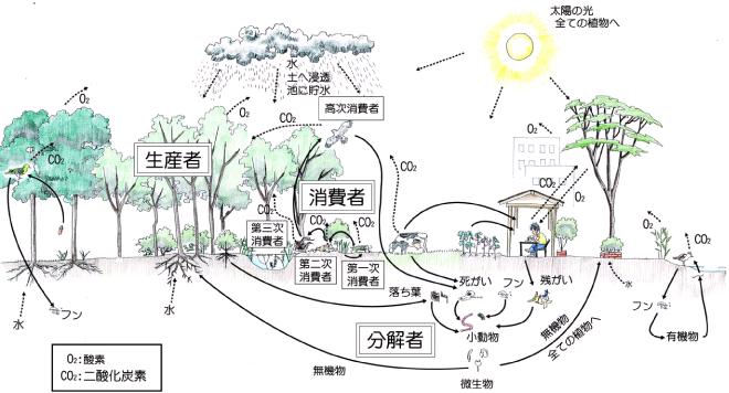 生態系（図）大阪府㏋より