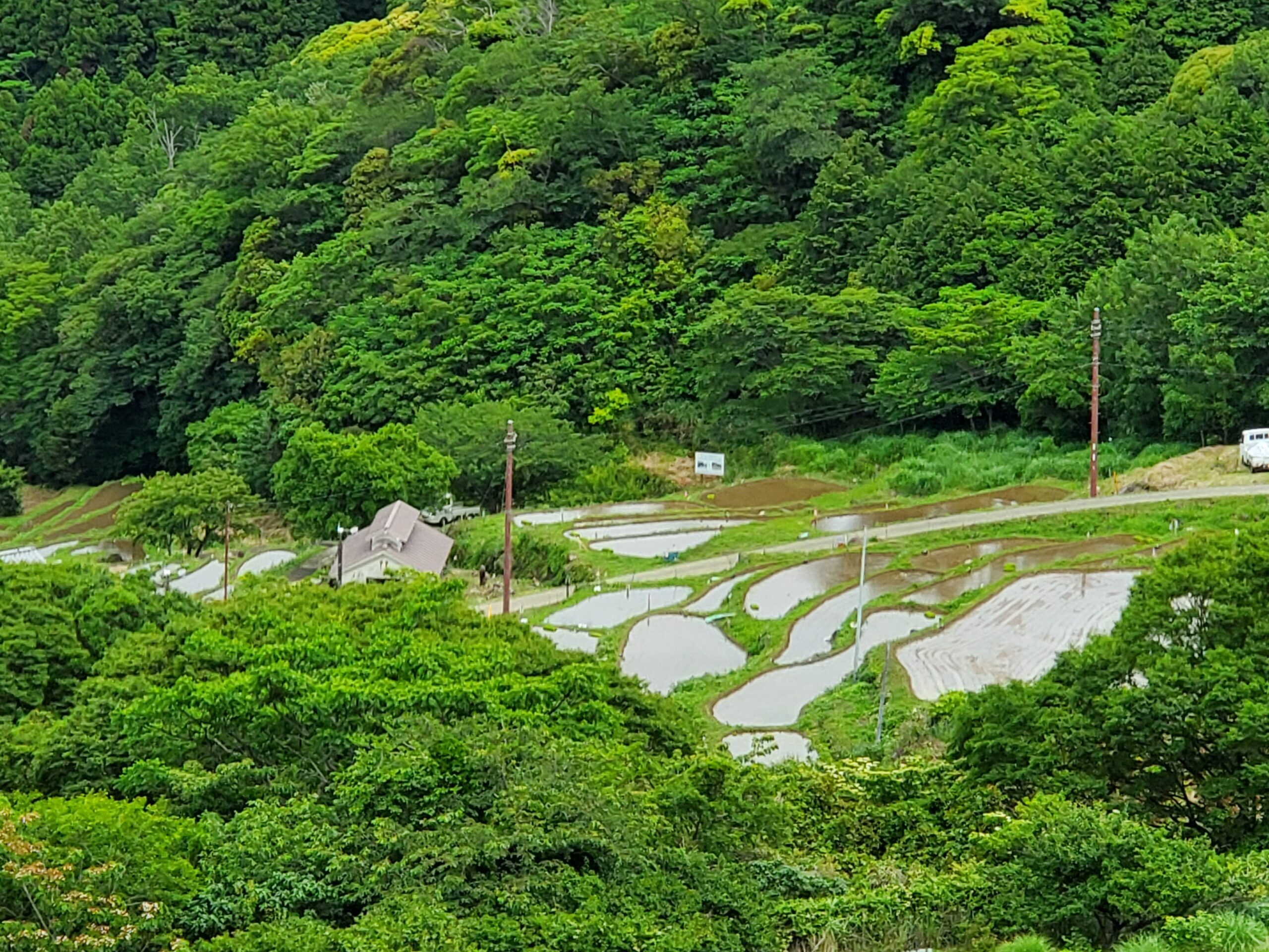 伊豆松崎町の石部棚田の風景